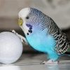 Blue Parakeet And Golf Ball Diamond Painting