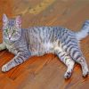 Grey Tabby Cat Animal 5D Diamond Painting