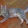 Grey Tabby Cat Animal 5D Diamond Paintings