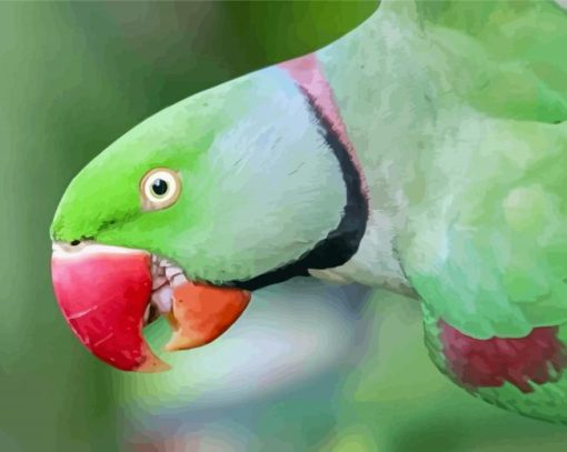 Alexandrine Parakeet Bird Head Diamond Painting