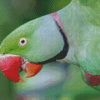 Alexandrine Parakeet Bird Head Diamond Paintings