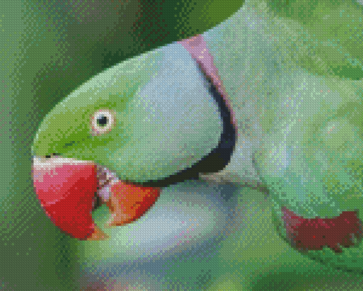 Alexandrine Parakeet Bird Head Diamond Paintings