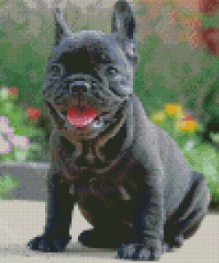 Black French Bulldog Diamond Paintings