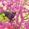 Black Cat In Cherry Tree Diamond Painting