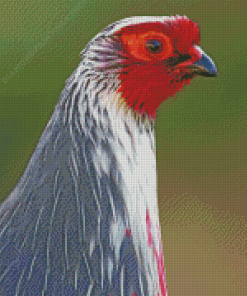 Blood Pheasant Head Diamond Paintings