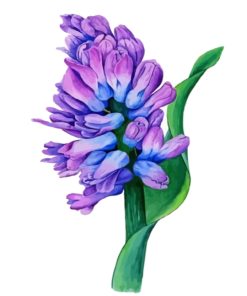 Blue And Purple Hyacinth Art Diamond Painting