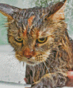 Brown Cat Taking Shower Diamond Painting