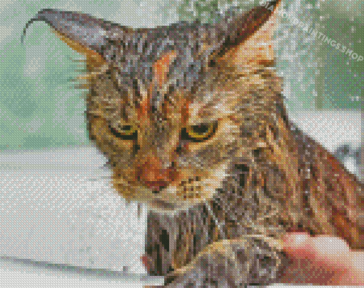 Brown Cat Taking Shower Diamond Painting