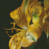Close Up Of Yellow Alstroemeria Diamond Paintings