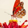 Colorful Butterfly On Red Flower Diamond Painting