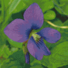 Common Blue Violet Flower Diamond Paintings