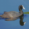 Coots Bird In Lake Diamond Paintings