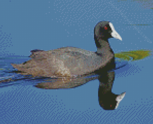 Coots Bird In Lake Diamond Paintings