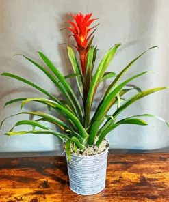 Bromeliad Guzmania Plant Pot Diamond Painting