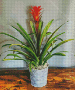 Bromeliad Guzmania Plant Pot Diamond Paintings