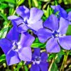 Periwinkle Flowers Diamond Painting