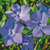 Periwinkle Flowers Diamond Paintings