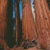 Sequoia National Park Trees Diamond Paintings