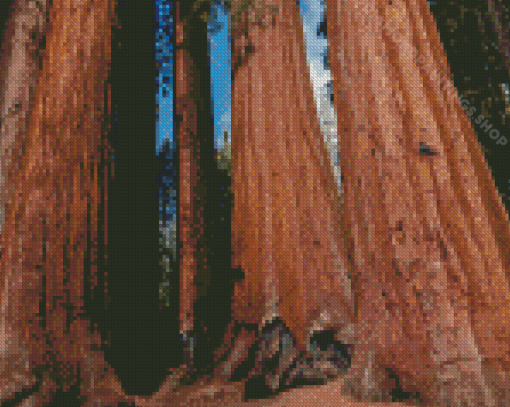 Sequoia National Park Trees Diamond Paintings