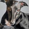 The Black Greyhound Dog Diamond Painting