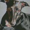 The Black Greyhound Dog Diamond Paintings