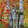 Wild Wolf Among Birches Diamond Paintings