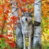 Wild Wolf Among Birches Diamond Painting