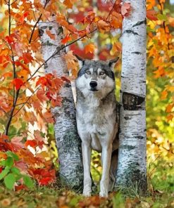 Wild Wolf Among Birches Diamond Painting
