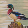 Wood Duck Diamond Paintings