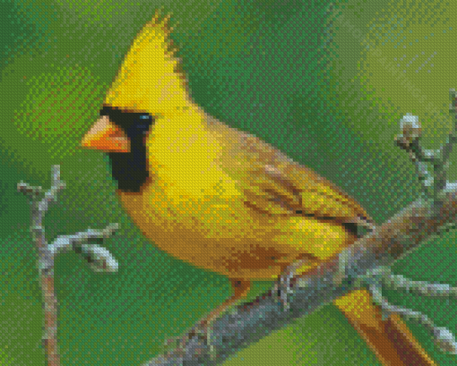 Yellow Cardinal On Branch Diamond Paintings