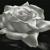 Aesthetic Black And White Rose Diamond Painting