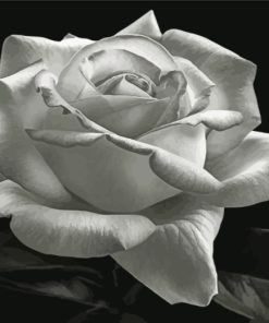 Aesthetic Black And White Rose Diamond Painting