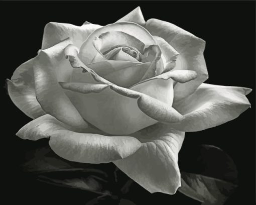 Aesthetic Black And White Rose Diamond Painting