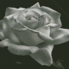 Aesthetic Black And White Rose Diamond Paintings