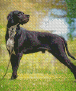 Black Pointing Dog Diamond Painting