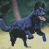 Cool Black Shepherd Diamond Paintings