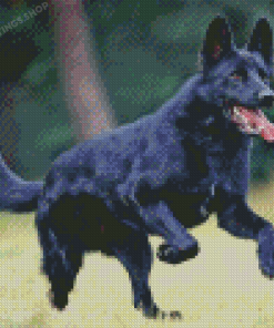 Cool Black Shepherd Diamond Paintings