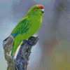 Cool Red Crowned Parakeet Diamond Paintings