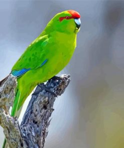 Cool Red Crowned Parakeet Diamond Painting