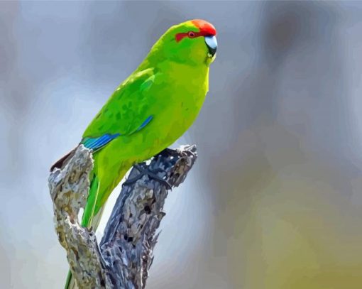 Cool Red Crowned Parakeet Diamond Painting