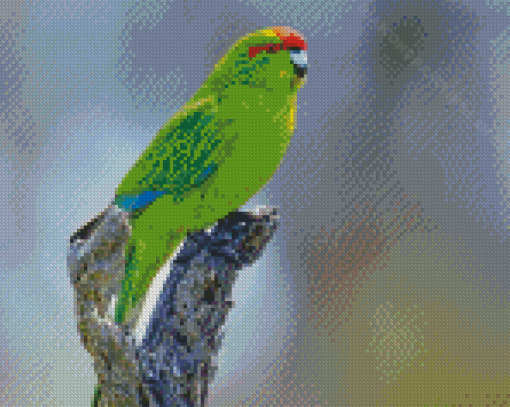 Cool Red Crowned Parakeet Diamond Paintings