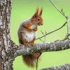 Cool Red Squirrel On A Branch Diamond Painting