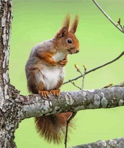 Cool Red Squirrel On A Branch Diamond Painting