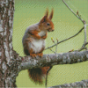 Cool Red Squirrel On A Branch Diamond Paintings