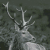 Deer Animal Black And White Wildlife Diamond Paintings