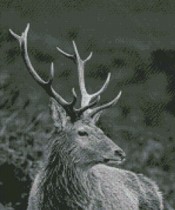 Deer Animal Black And White Wildlife Diamond Paintings