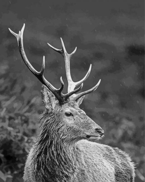 Deer Animal Black And White Wildlife Diamond Painting