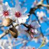 Flowering Almond Tree Diamond Painting