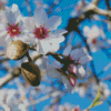 Flowering Almond Tree Diamond Paintings