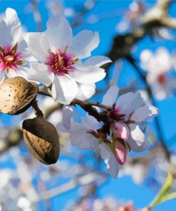 Flowering Almond Tree Diamond Painting